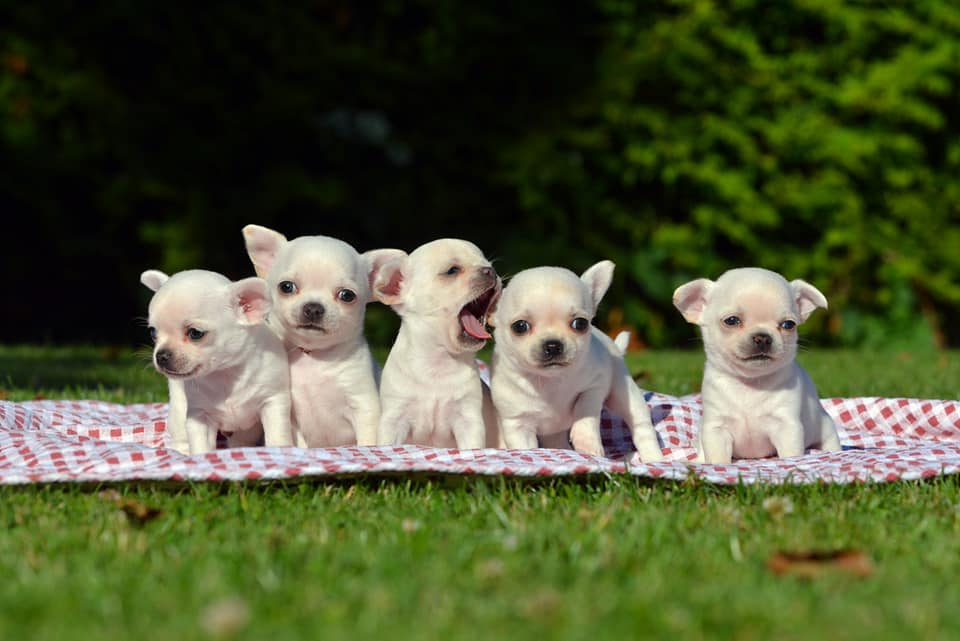 Triangel Joy kennel