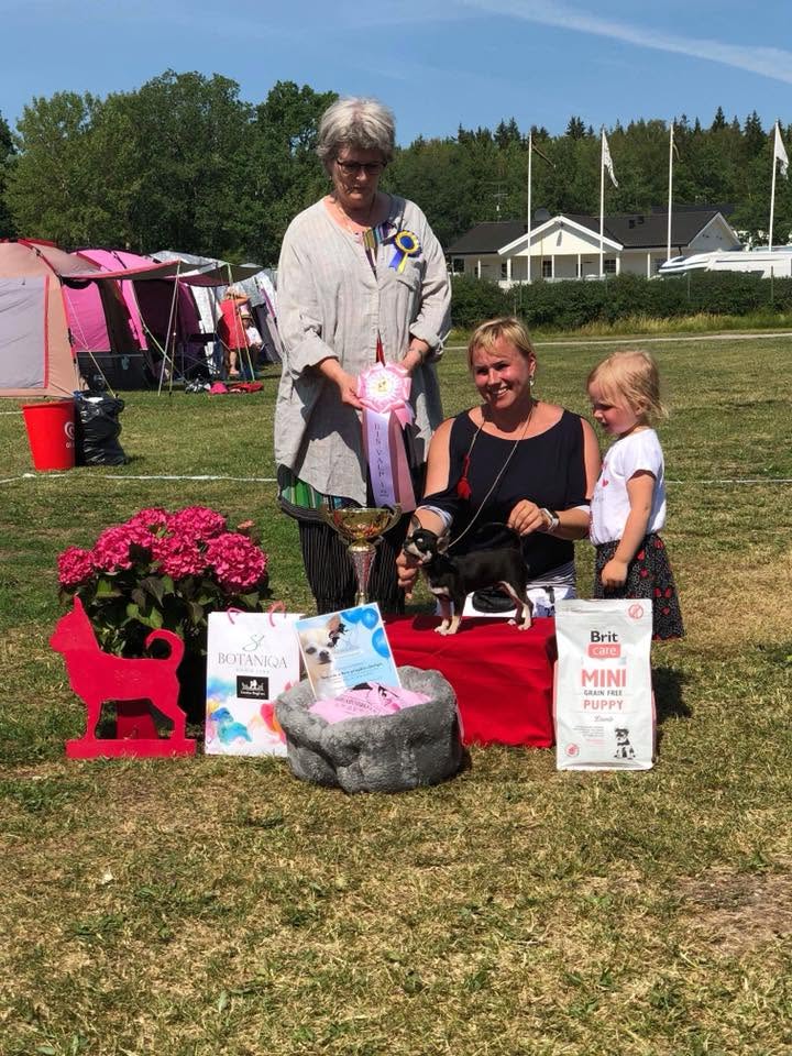 Sweden chihuahua speciality 2018