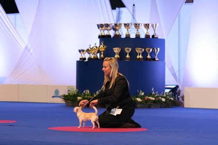 WDS 2011 Paris BIS PUPPY 4-6