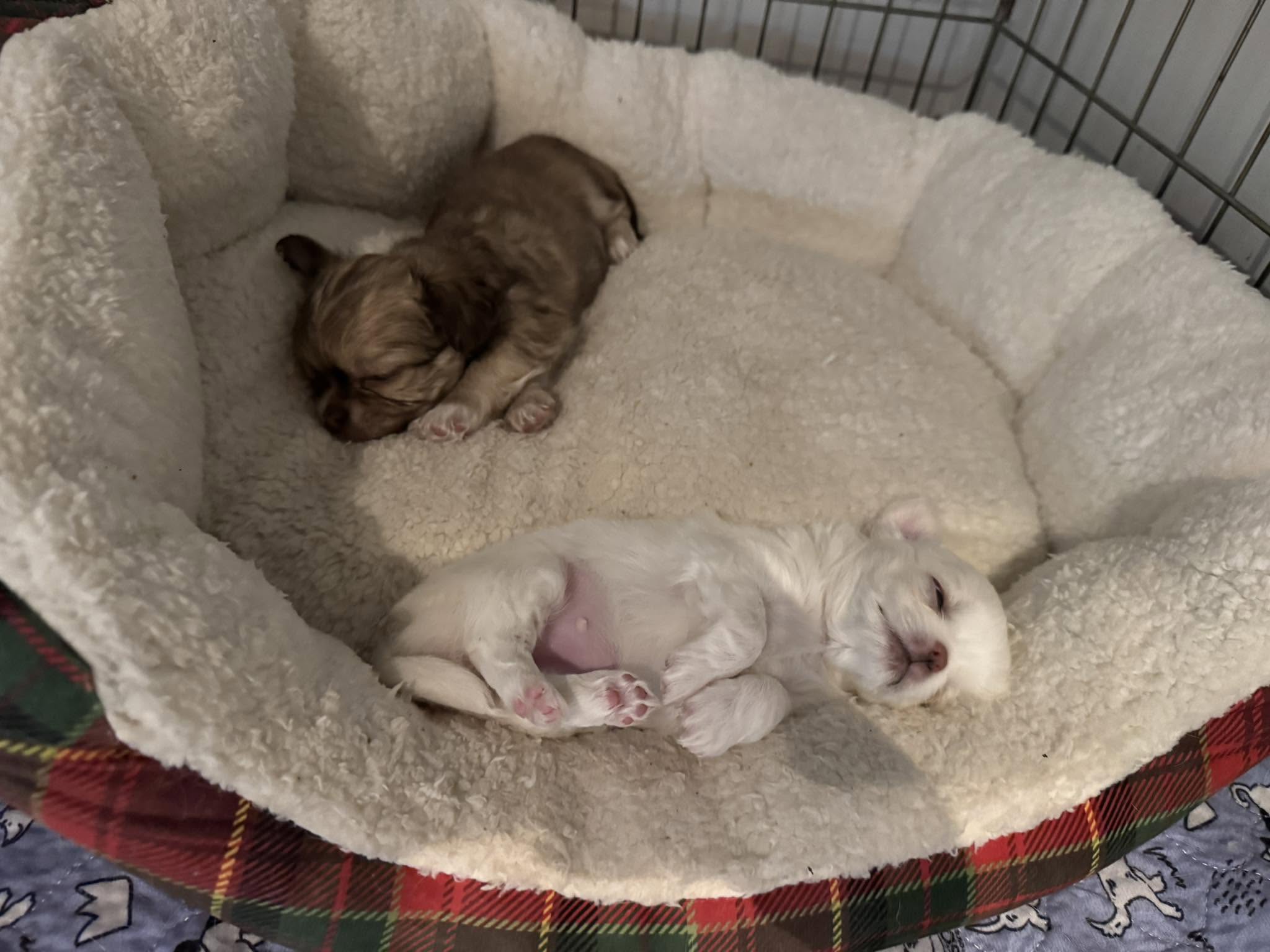 1 month young boy and cream girl (not available).