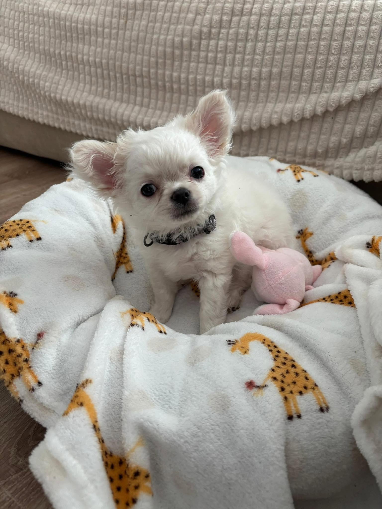 Triangel Joy White Wizard - Merlin at new home 🥰❤️.